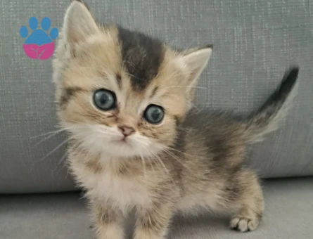 British shorthair erkek yavru - 7451 - Görsel 3