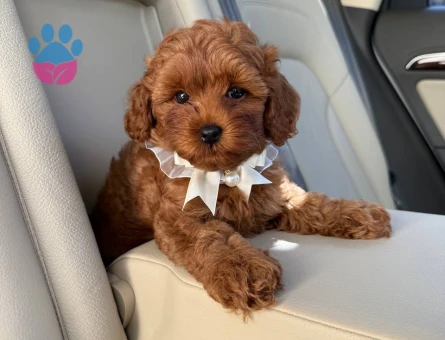 TOY POODLE SEVİMLİ YAVRULAR EV ÜRETİMİ - 7452 - Görsel 3