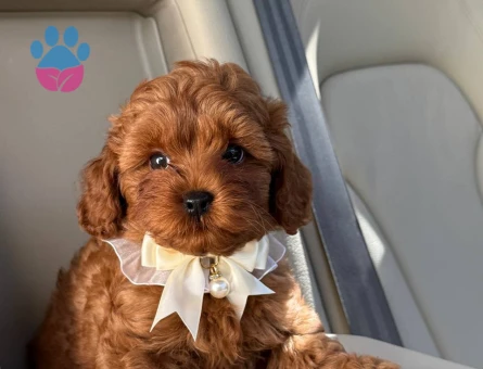 TOY POODLE SEVİMLİ YAVRULAR EV ÜRETİMİ - 7452