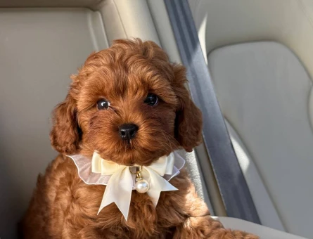 TOY POODLE SEVİMLİ YAVRULAR EV ÜRETİMİ - 7452