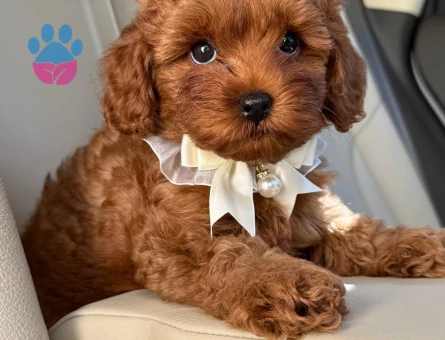 TOY POODLE SEVİMLİ YAVRULAR EV ÜRETİMİ - 7452 - Görsel 4