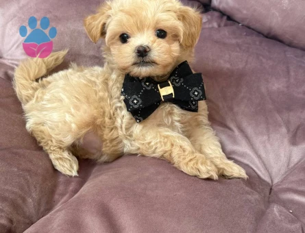 MALTİPOO CİNSİ YAVRULAR EV ÜRETİMİ - 7453 - Görsel 5
