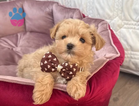 MALTİPOO CİNSİ YAVRULAR EV ÜRETİMİ - 7453 - Görsel 3