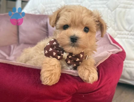 MALTİPOO CİNSİ YAVRULAR EV ÜRETİMİ - 7453