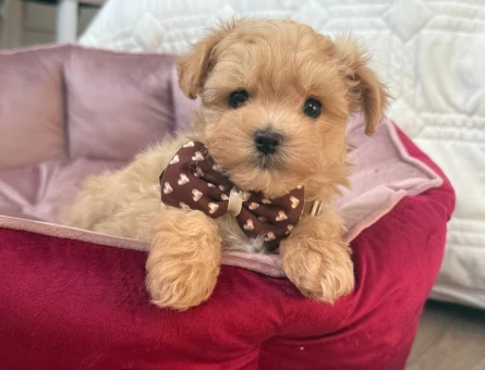 MALTİPOO CİNSİ YAVRULAR EV ÜRETİMİ - 7453