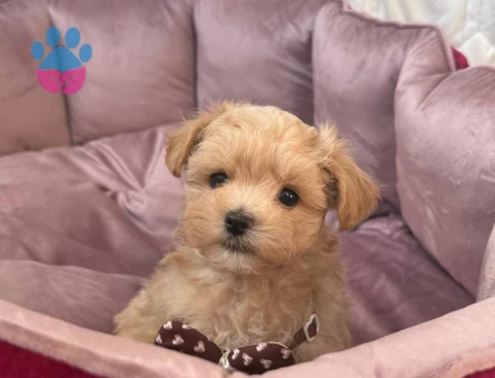MALTİPOO CİNSİ YAVRULAR EV ÜRETİMİ - 7453 - Görsel 4