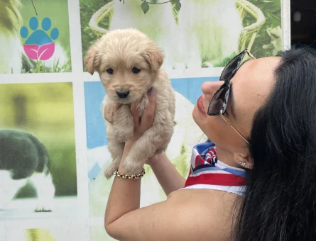 Golden retriver yavrularım sağlık ve ırk garantilidir - 7455 - Görsel 5