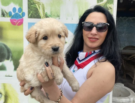Golden retriver yavrularım sağlık ve ırk garantilidir - 7455 - Görsel 4