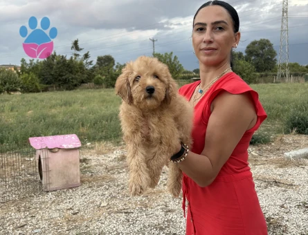 Toy poddle yavrularım sağlık ve ırk garantilidir - 7457 - Görsel 5
