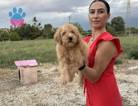Toy poddle yavrularım sağlık ve ırk garantilidir - 7457 - Görsel 3