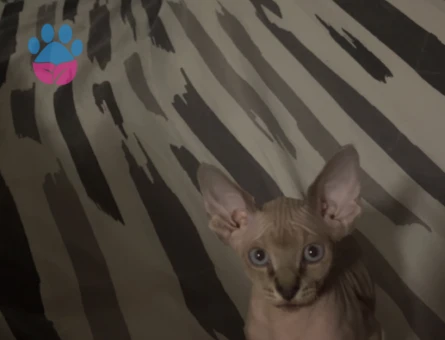 Yavru sfenks - 7458