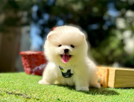Pomeranian Boo Teddy Bear Yavrularımız - 7459