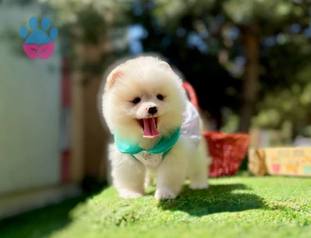 Pomeranian Boo Teddy Bear Yavrularımız - 7459 - Görsel 4