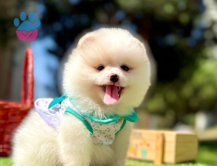 Pomeranian Boo Teddy Bear Yavrularımız - 7459 - Görsel 3