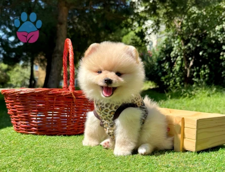 Pomeranian Boo Teddy Bear Yavrularımız - 7459 - Görsel 5