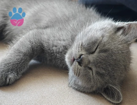british shorthair yavru - 7460 - Görsel 3