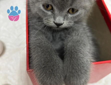 british shorthair yavru - 7460 - Görsel 4