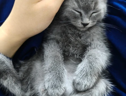 british shorthair yavru - 7460