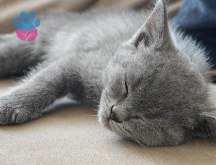 british shorthair yavru - 7460 - Görsel 5