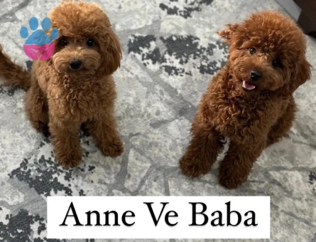 75 Günlük Satılık Poodle - 7381 - Görsel 4