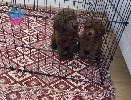 75 Günlük Satılık Poodle - 7381 - Görsel 5