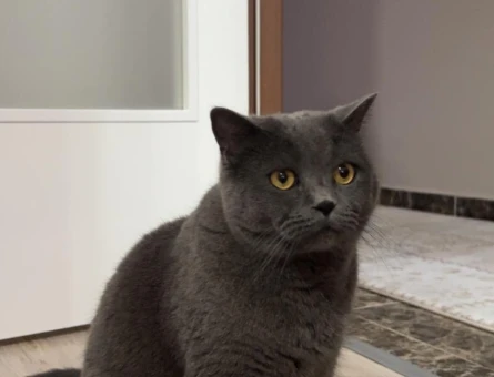 British shorthair 4 Yaşında - 7462