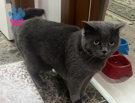 British shorthair 4 Yaşında - 7462 - Görsel 4