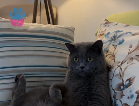 British shorthair 4 Yaşında - 7462 - Görsel 3