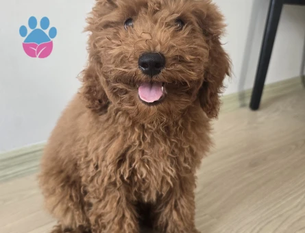 5 aylık toy poodle ACİLLL!!! yuva arıyoruz - 7463 - Görsel 3