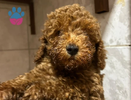 5 aylık toy poodle ACİLLL!!! yuva arıyoruz - 7463