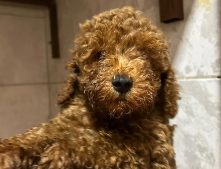 5 aylık toy poodle ACİLLL!!! yuva arıyoruz - 7463