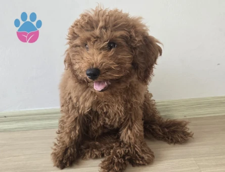 5 aylık toy poodle ACİLLL!!! yuva arıyoruz - 7463 - Görsel 4