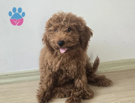 5 aylık toy poodle ACİLLL!!! yuva arıyoruz - 7463 - Görsel 5