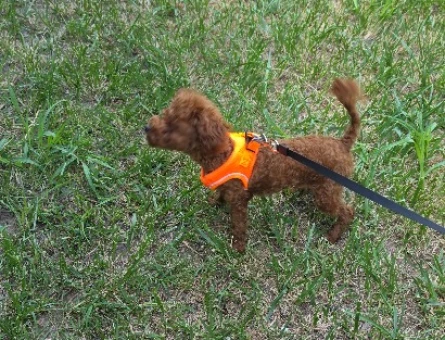 8 Aylık Poodle.Dişi Aşıları Tam - 7464