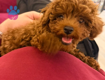 8 Aylık Poodle.Dişi Aşıları Tam - 7464 - Görsel 3