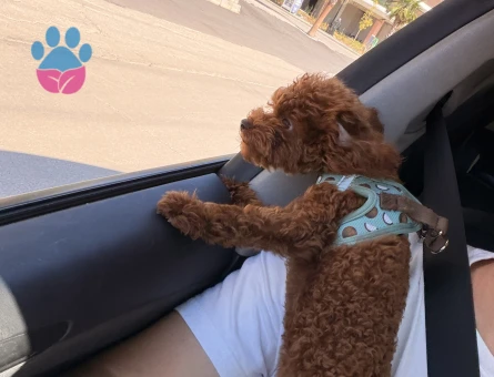 8 Aylık Poodle.Dişi Aşıları Tam - 7464 - Görsel 4