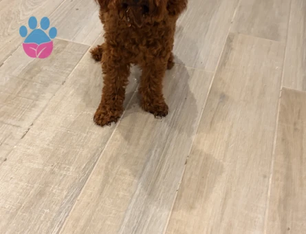 8 Aylık Poodle.Dişi Aşıları Tam - 7464 - Görsel 5
