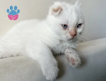 Blue Point Sahiplendirme - 7466 - Görsel 2