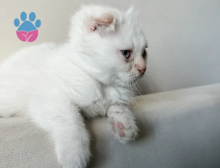 Blue Point Sahiplendirme - 7466 - Görsel 3