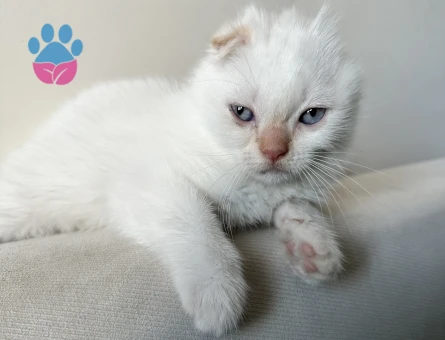 Blue Point Sahiplendirme - 7466 - Görsel 4
