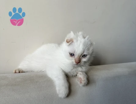 Blue Point Sahiplendirme - 7466 - Görsel 5