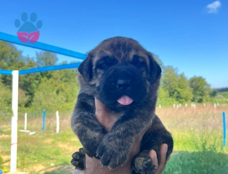 ÖZEL RENKLERE SAHİP CANE CORSO YAVRULAR - 7467