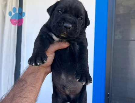 ÖZEL RENKLERE SAHİP CANE CORSO YAVRULAR - 7467 - Görsel 3