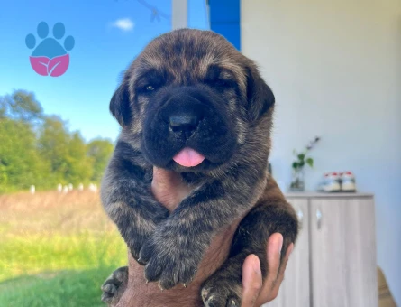 ÖZEL RENKLERE SAHİP CANE CORSO YAVRULAR - 7467 - Görsel 4