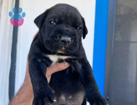 ÖZEL RENKLERE SAHİP CANE CORSO YAVRULAR - 7467 - Görsel 5