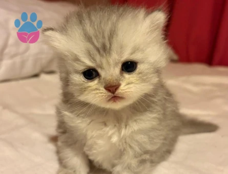 Cins kedi sahiplendirme - 7468 - Görsel 2