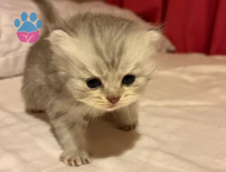 Cins kedi sahiplendirme - 7468 - Görsel 5