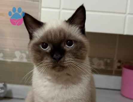 Cins kedi sahiplendirme - 7468 - Görsel 4