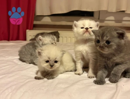 Cins kedi sahiplendirme - 7468 - Görsel 7