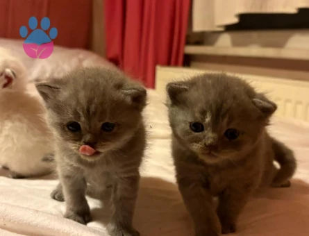 Cins kedi sahiplendirme - 7468 - Görsel 6